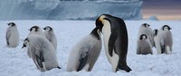 Putovanie tučniakov